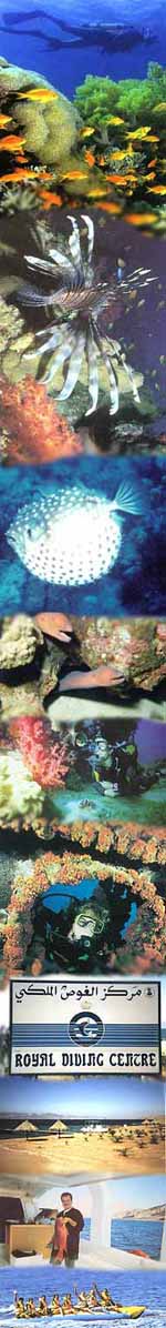 Unterwasseraufnahme eines Riffs, bunte Fische, bizarre Unterwasserwelt