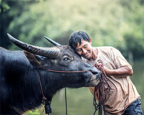 Myanmar Mann schmust mit einem Wasserbffel
