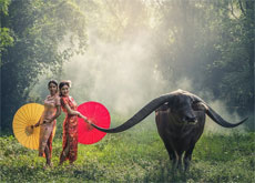 Wasserbffel auf Weide in Vietnam