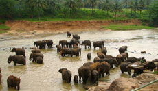 Sri Lanka, Elefantenherde beim Baden im Fluss